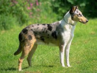 COLLIE PELO CURTO